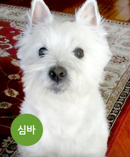 강아지 심바 사진